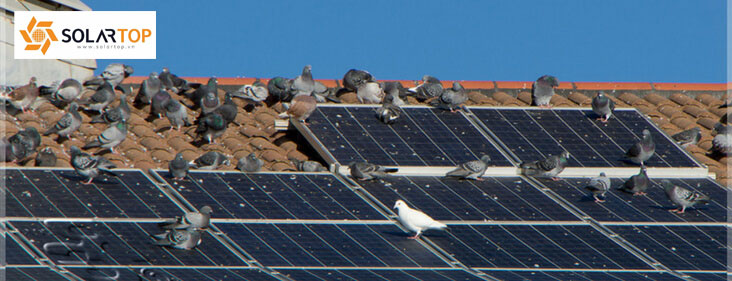 Dấu hiệy cho thấy bạn cần làm sạch tấm pin